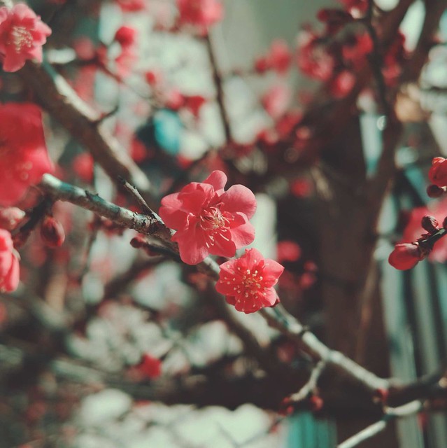 Red plum blossoms