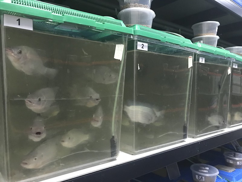 Experiment tanks stocked with GIFT. Photo by WorldFish.