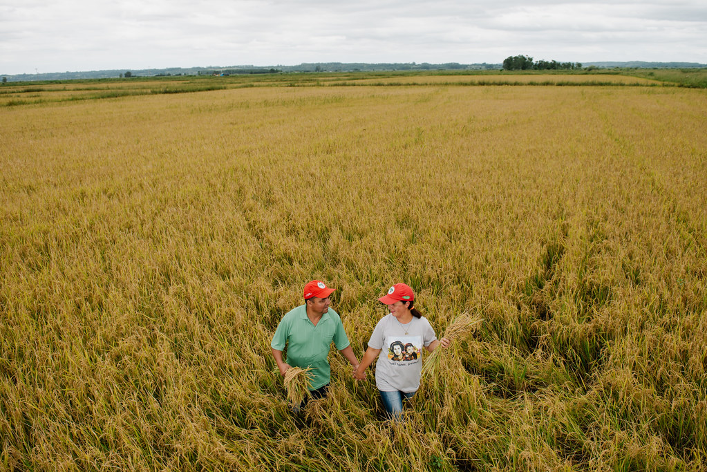 Hoje são 15 assentamentos que cultivam arroz orgânico, em 13 municípios gaúchos. Foto Alex Garcia.jpg