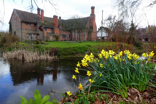 Brockhampton Court - rear view and daffodils