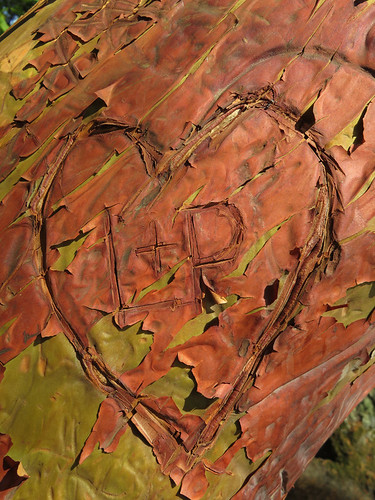 Arbutus Tree with a heart at East Sooke Park on Vancouver Island, Canada