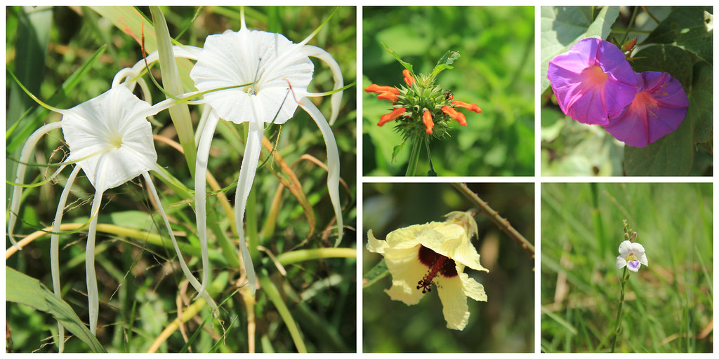 Flowers, Entebbe Botanical Garden, Uganda