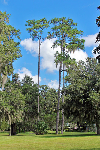 landscape scenery park trees pine ocala florida unitedstates