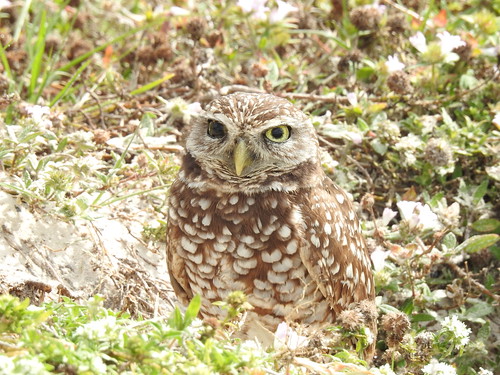 #29 Burrowing Owl