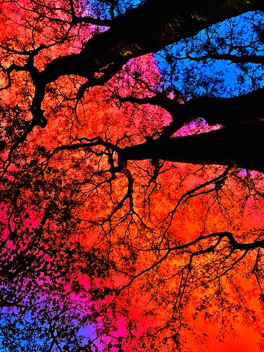 branches roots black tones three flag up nature night sunset sky sunshine clouds leaves trees colors