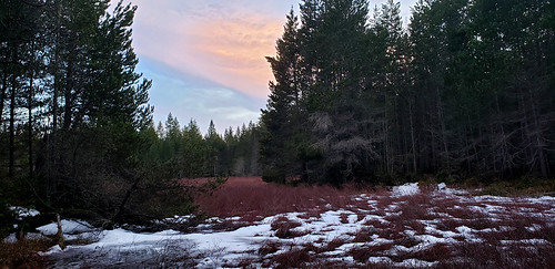 lake wetland kitsappeninsula galaxys9 sunset cloudsstormssunsetssunrises snow ice spiraeadouglasii horizontaltree