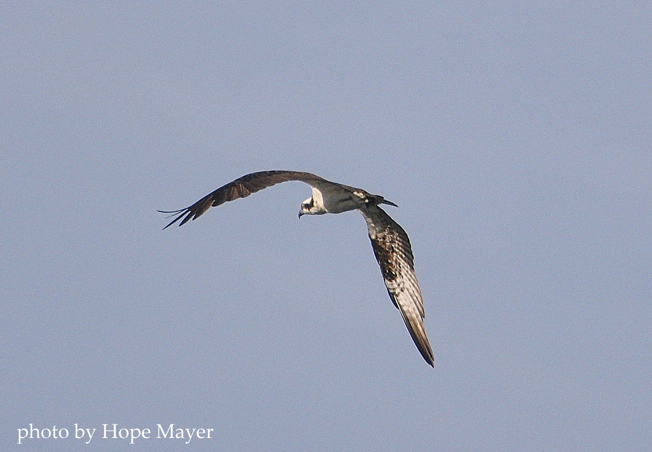"Osprey in flight